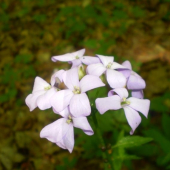 Zubacka cibulkonosna