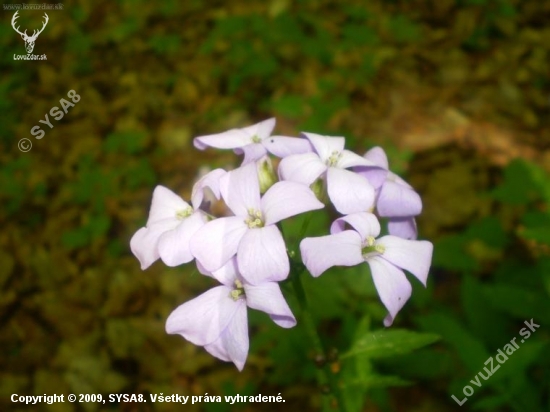 Zubacka cibulkonosna