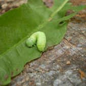 husenicka zelena