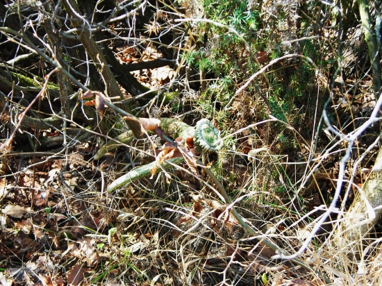 musel tam ležať roky,,