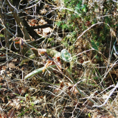 musel tam ležať roky,,