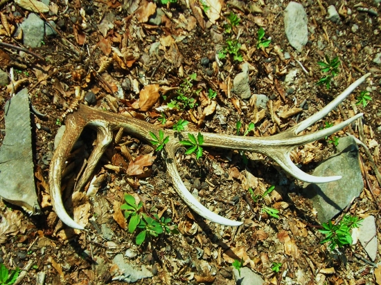 jeden z  troch včerajších