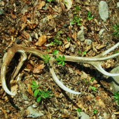 jeden z  troch včerajších