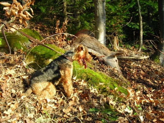 úspešná dohladávka