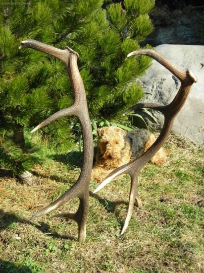 Hodinová vychádzka:2.80-2.90.kg-110.cm