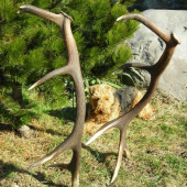 Hodinová vychádzka:2.80-2.90.kg-110.cm