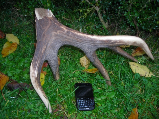 1.kg koruna,odlomená v ruji.