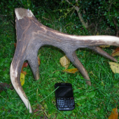 1.kg koruna,odlomená v ruji.