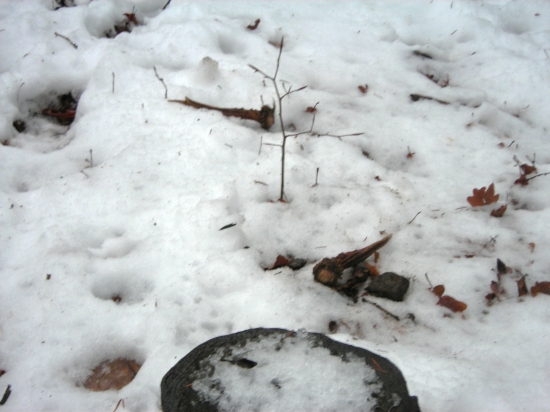 pri seníku som si našiel darček,,