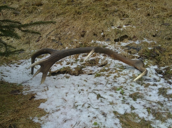 Strýčkův dvanácterák