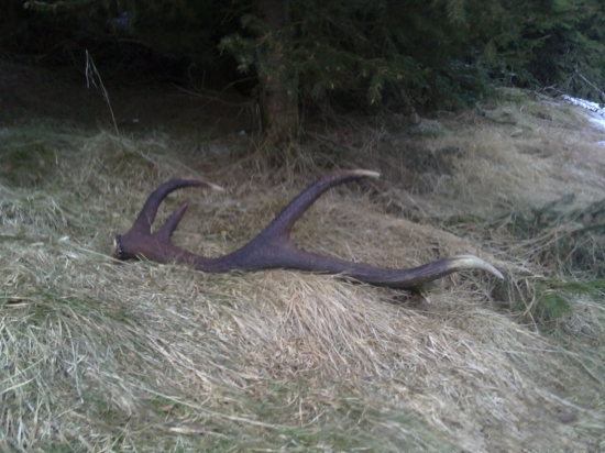 Také  strýčkův  loňský