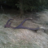 Také  strýčkův  loňský