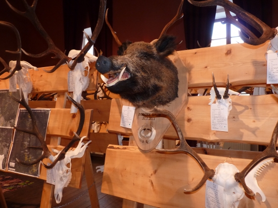 Výstava trofejí 2011 -Šumava