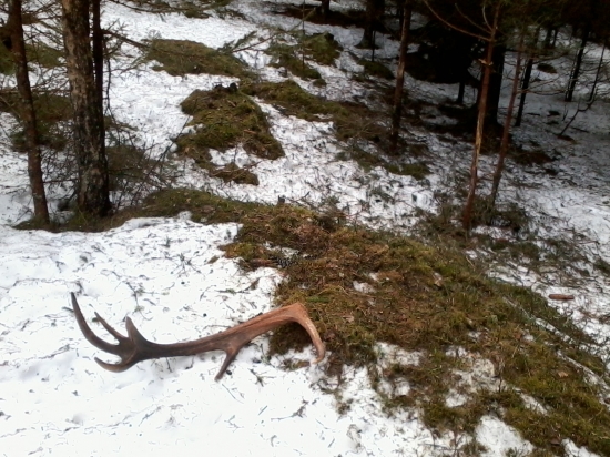 Dnesní davancterak prví tohoto roku..;)