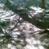 osmerak v smrkové houštině