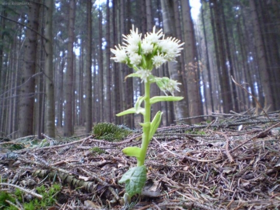 První jarní květina - devětsil