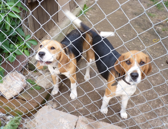 Rodiče mého psa Bena