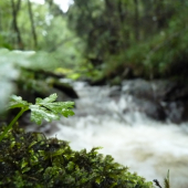 potůček nedaleko mého domova