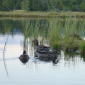 Život na chalupském jezírku