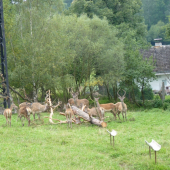 Jeleni podruhé