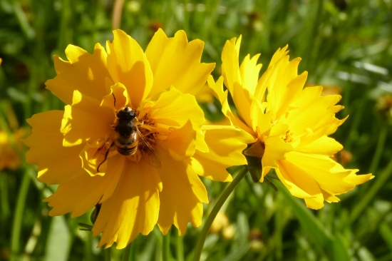 Při sání na krásnoočku