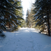 Zima v okolí Horní Vltavice