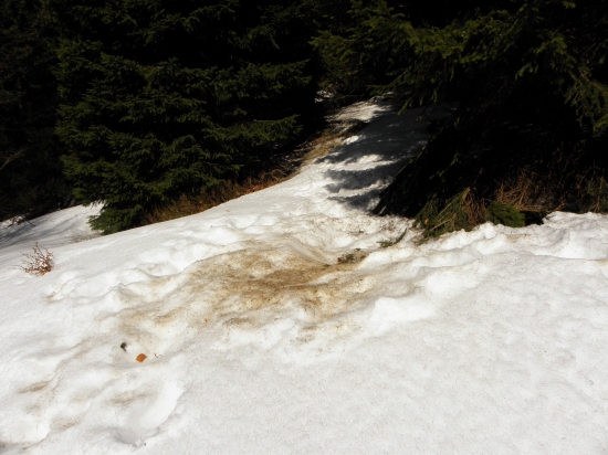 Macovia sa už preberaju