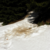 Macovia sa už preberaju