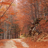 Cestou za kamarátmi