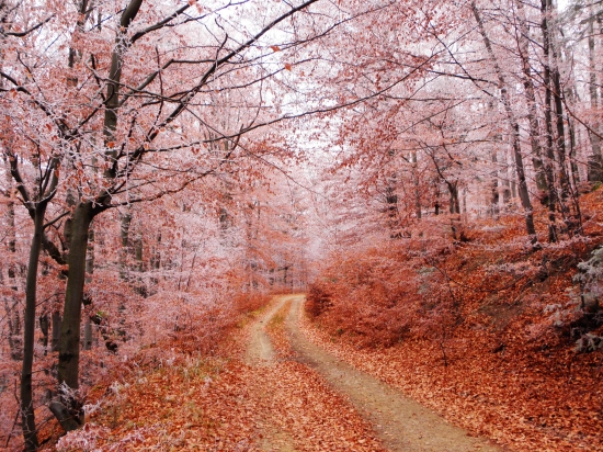 prechod jesene do zimy