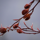Keď nič nechodilo pod posed ...