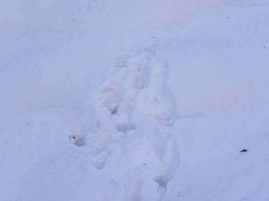 Keď medvedica do kopca nevládze!!