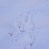 Keď medvedica do kopca nevládze!!