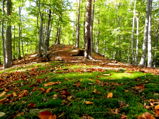 lesný koberec