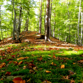 lesný koberec