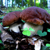 Dvojičky