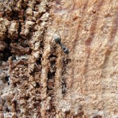 mravec