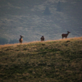Jeleničky - rodinka