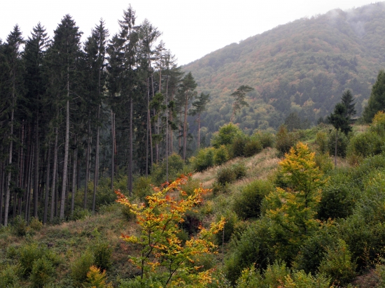Dolina