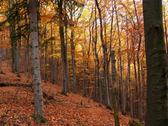 Jesení sa bučina