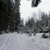 Mladina vs. starý les