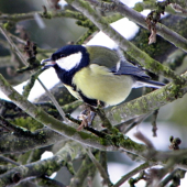 Skusil som aj Sýkorku :))