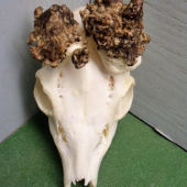 raritas