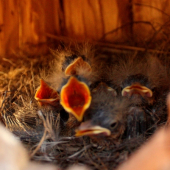 šiesti obyvatelia búdky