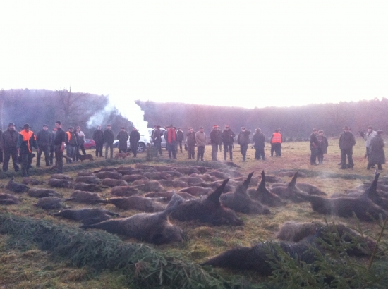 Společná polovačka na divočáky.