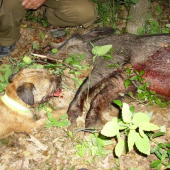 Bordík po dohladávke