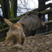 Brown Berry Slovakia Lutra- Border Terier v akcii...