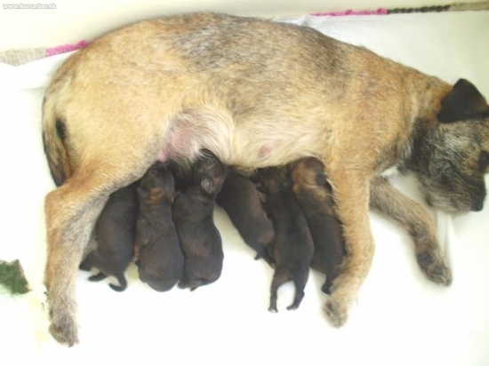 Borderské šteniatka