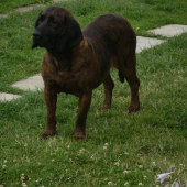 Barča
