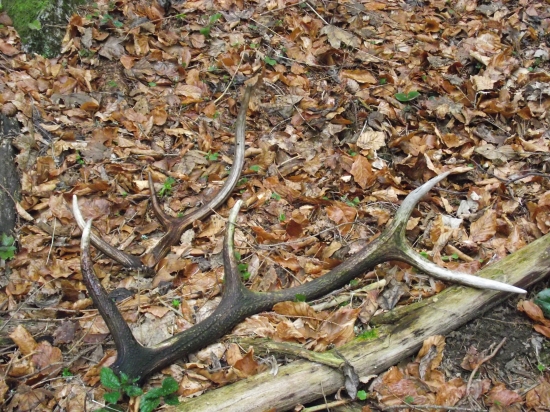 Škoda že vlaňajšie